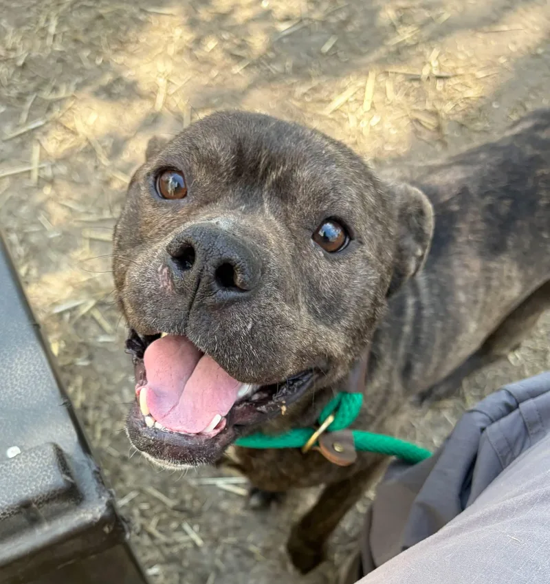 An adult medium-sized male Brindle Pit Bull Terrier dog named Falafel for adoption in Chicago, IL