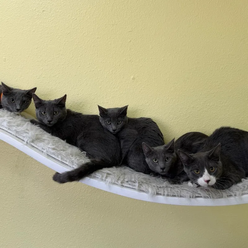 A baby small-sized female Gray / Blue / Silver Domestic Short Hair cat named Kona for adoption in Las Vegas, NV