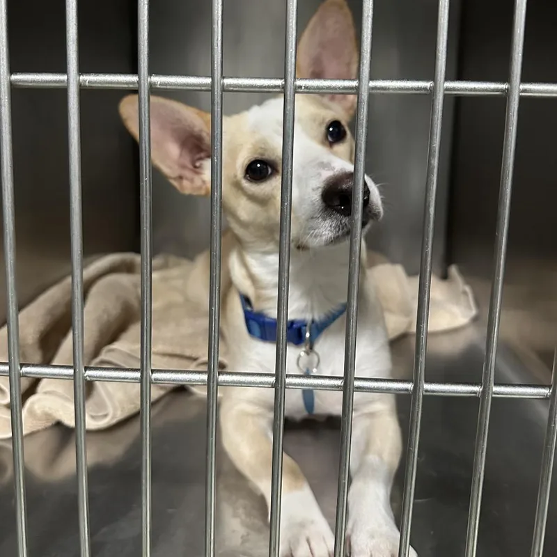 A young small-sized male Yellow / Tan / Blond / Fawn Cardigan Welsh Corgi dog named Mitchell for adoption in Tampa, FL