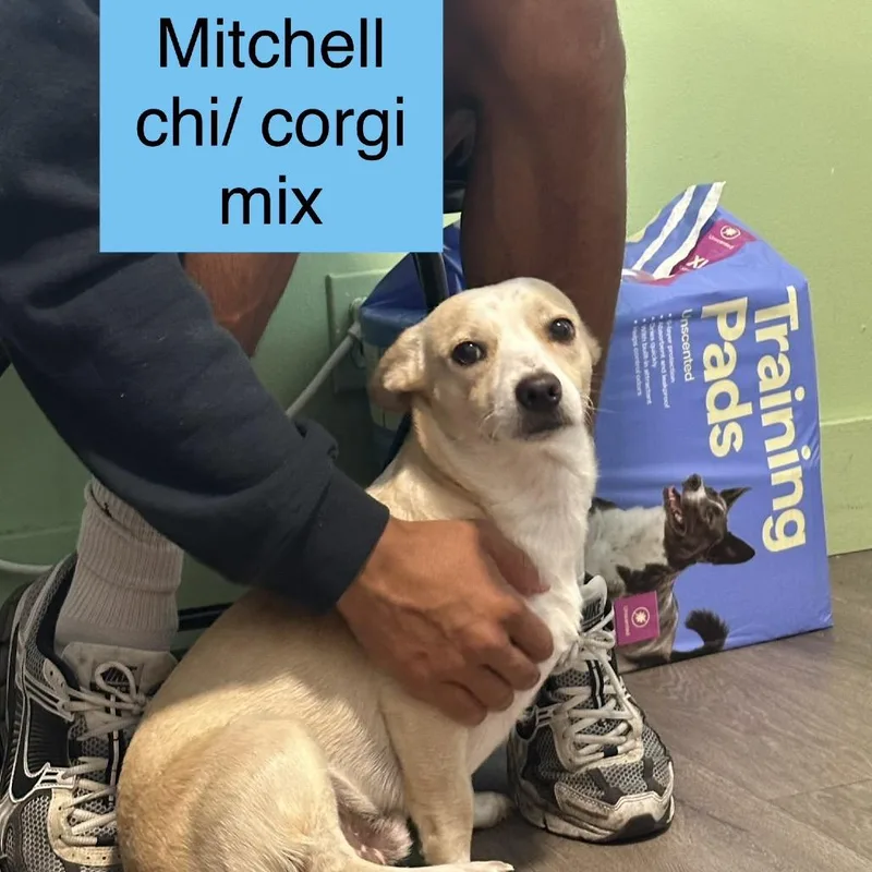 Mitchell thumbnail 2