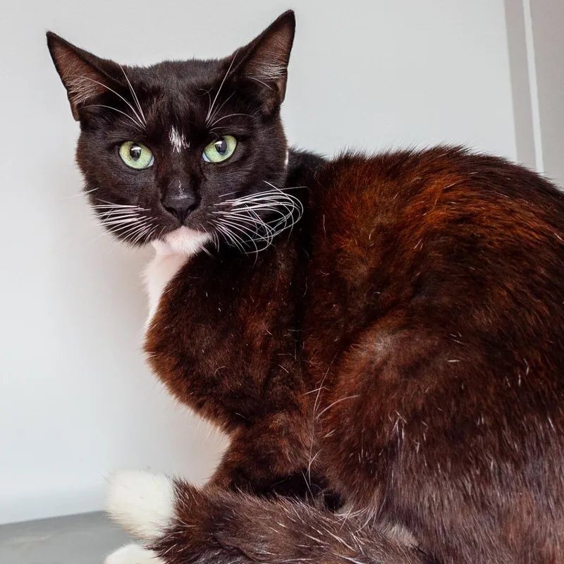 A young medium-sized male Black Domestic Short Hair cat named Mr Belvedere for adoption in Hattiesburg, MS