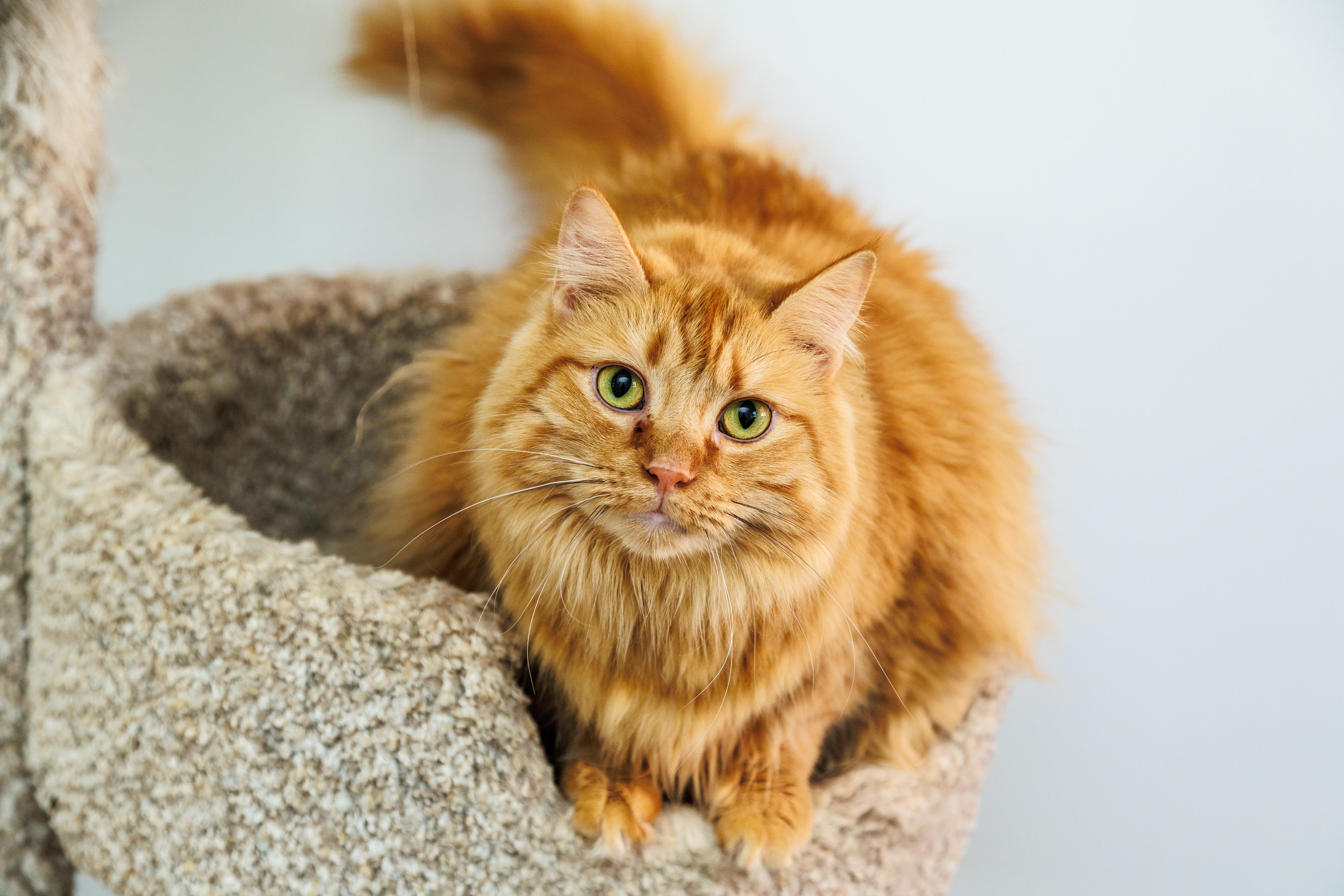 An adult large-sized male Domestic Long Hair cat named Garfield for adoption in Chester Springs, PA