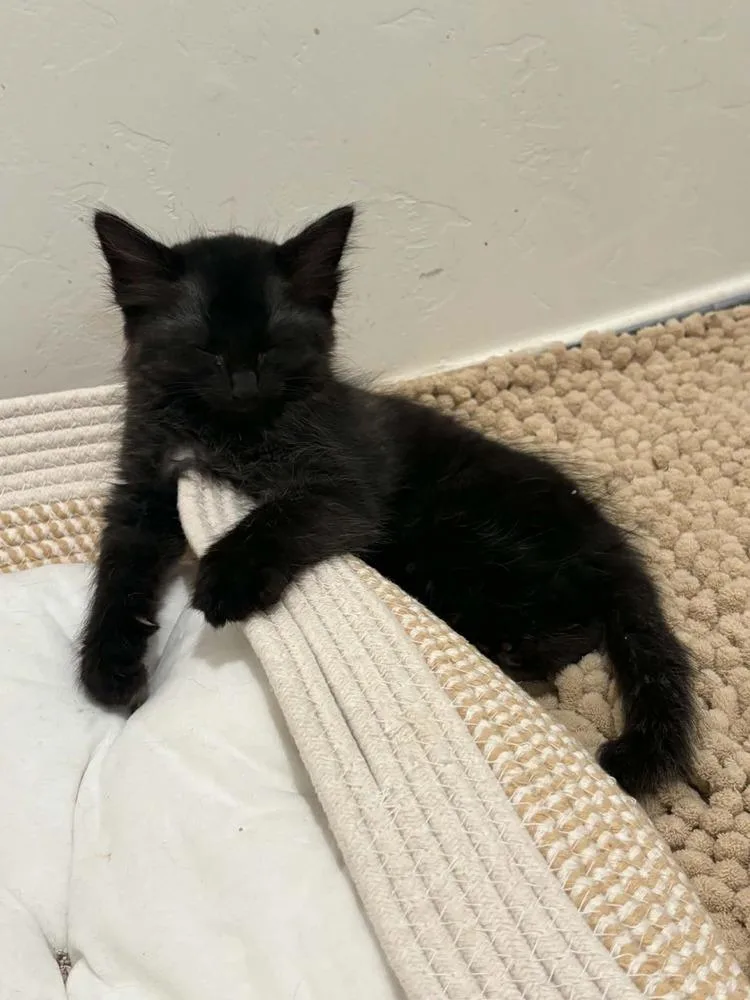 A baby small-sized female Domestic Medium Hair cat named Password for adoption in tucson, AZ