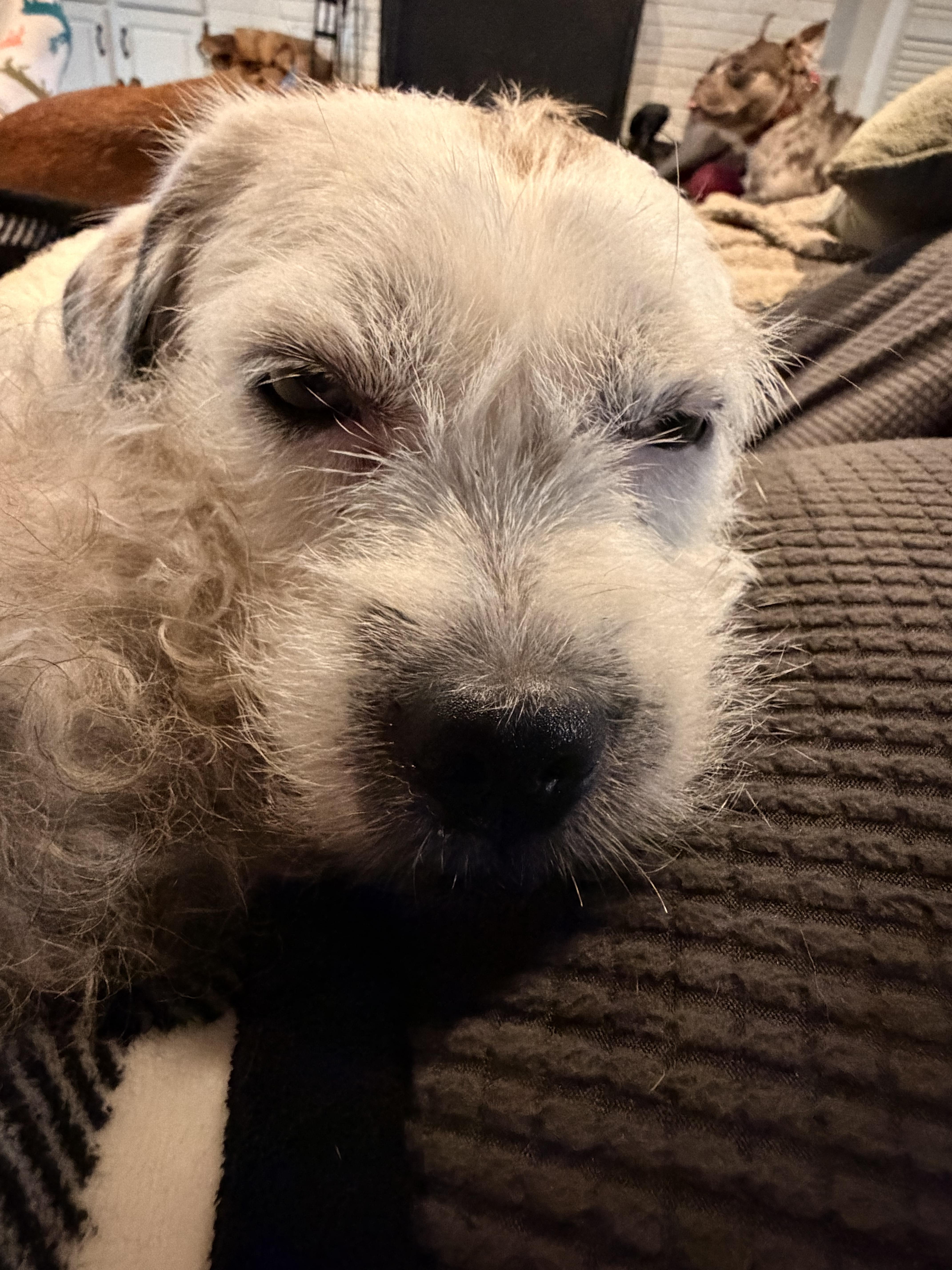 A senior small-sized male Dachshund dog named Toby for adoption in Byron, IL