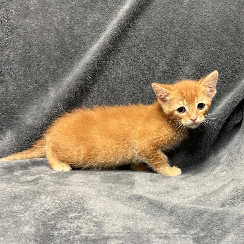 A baby medium-sized male Domestic Short Hair cat named Tamale for adoption in Brenham, TX