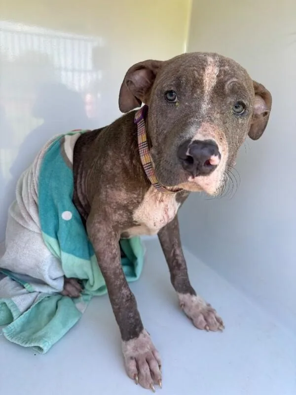A young medium-sized male Gray / Blue / Silver American Bulldog dog named Mcghee for adoption in Mobile, AL