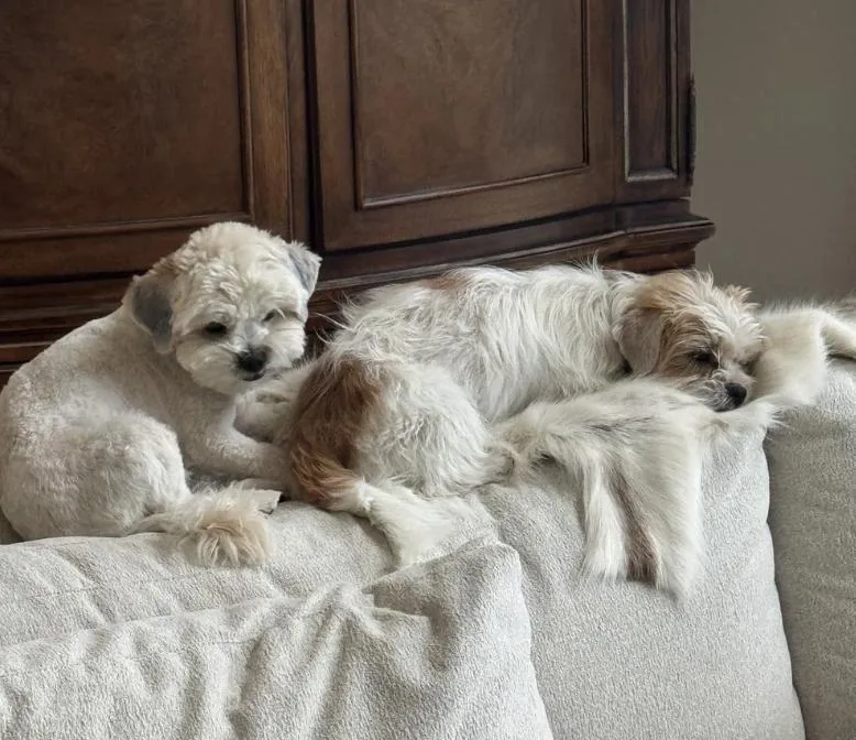 A young small-sized male White / Cream Shih Tzu dog named R & D for adoption in Davis, CA