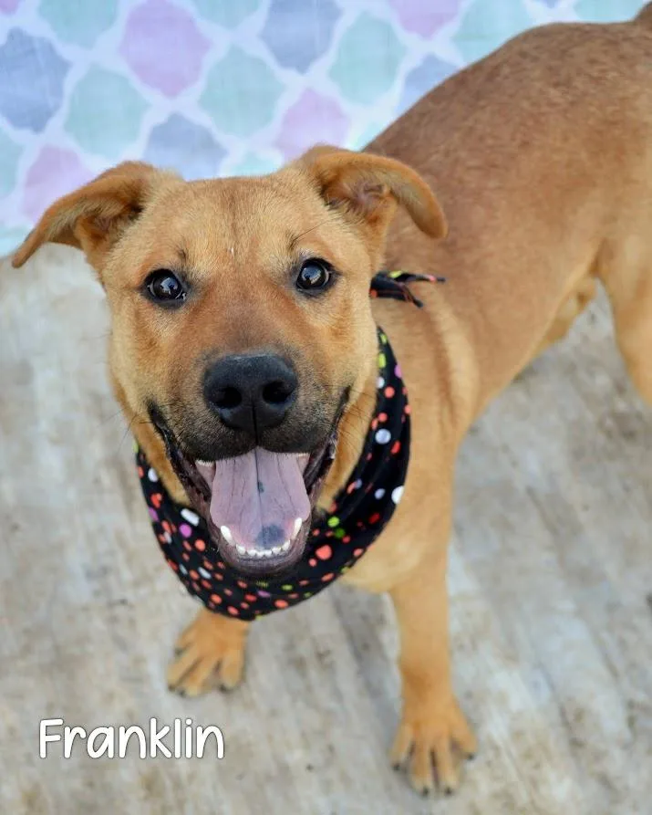 Franklin