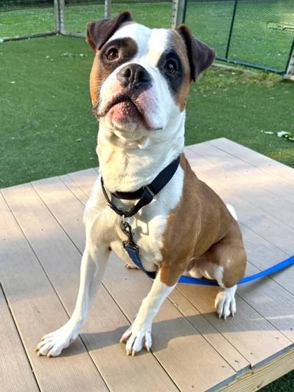 An adult large-sized male Mixed Breed dog named Cassius for adoption in West Chester, PA