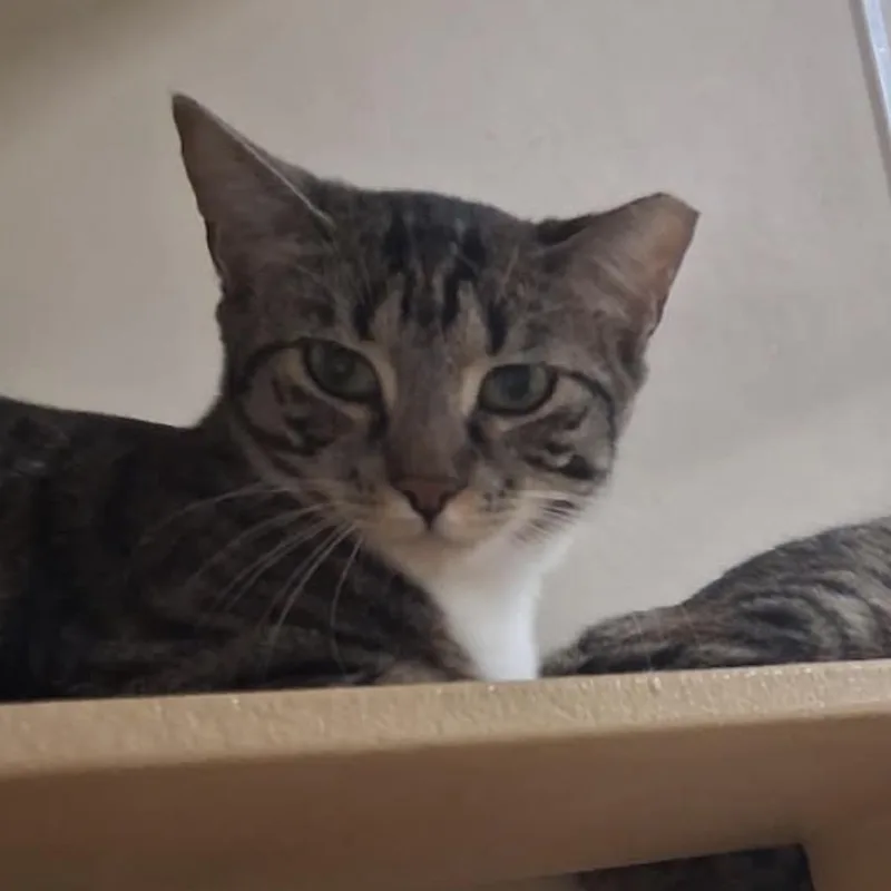 A young small-sized male Gray / Blue / Silver American Shorthair cat named Nova for adoption in Oceanside, NY