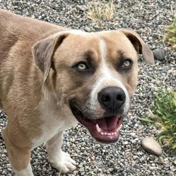 A young large-sized male Yellow / Tan / Blond / Fawn Labrador Retriever dog named Rufus for adoption in Lompoc, CA