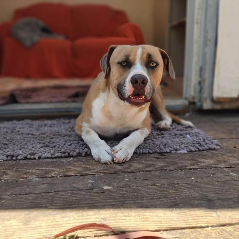 Rufus thumbnail 2