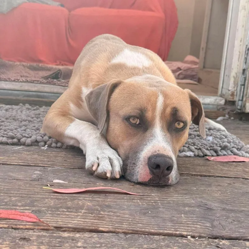 Rufus thumbnail 3