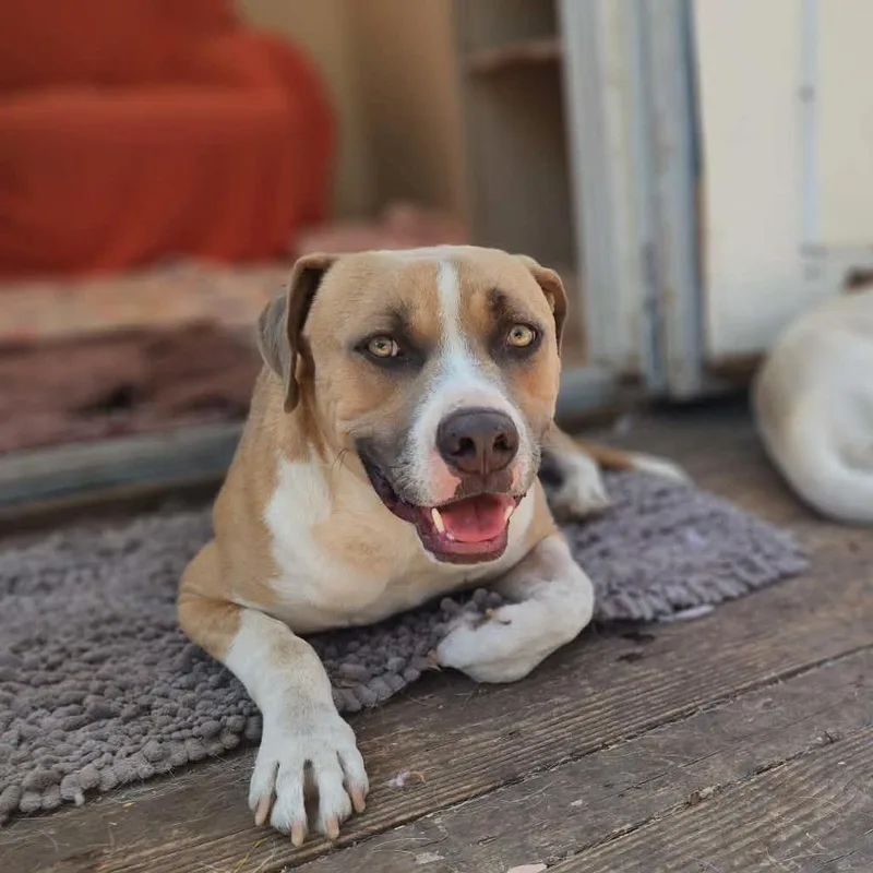 Rufus thumbnail 4