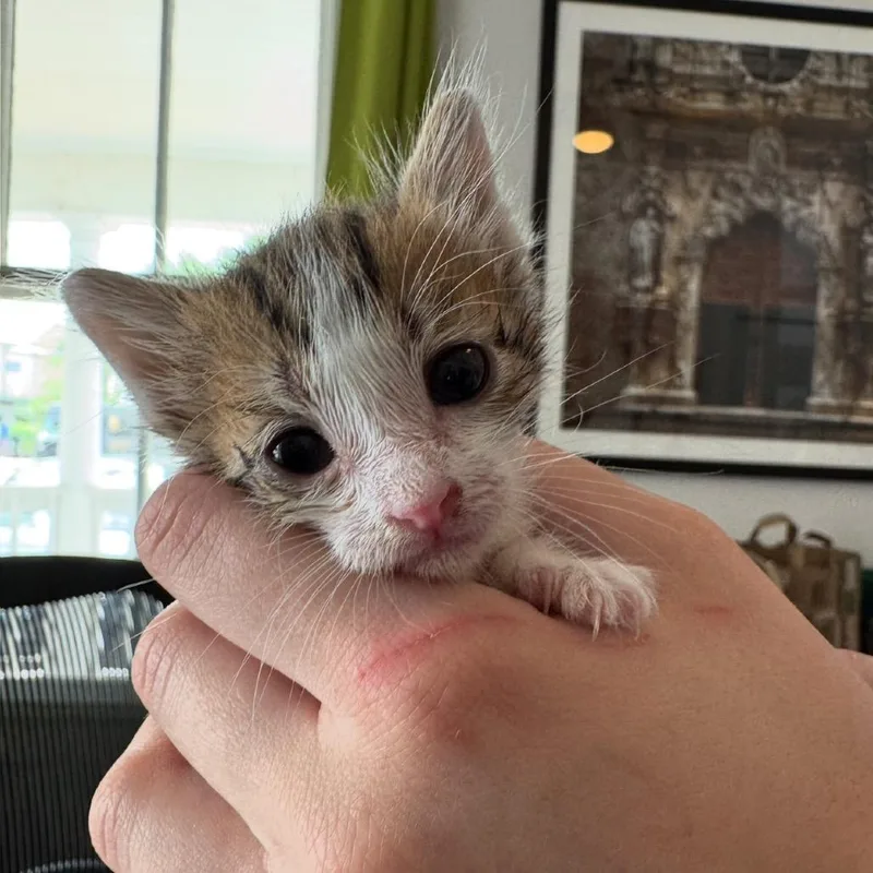 A baby small-sized male Brown / Chocolate Domestic Short Hair cat named Tiger for adoption in San Antonio, TX