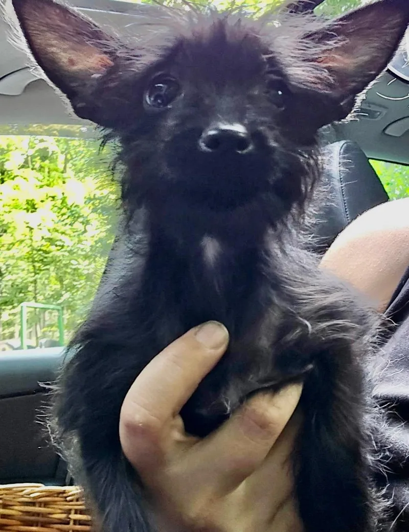 A baby small-sized female Black Yorkshire Terrier dog named Suki for adoption in Lambertville, NJ