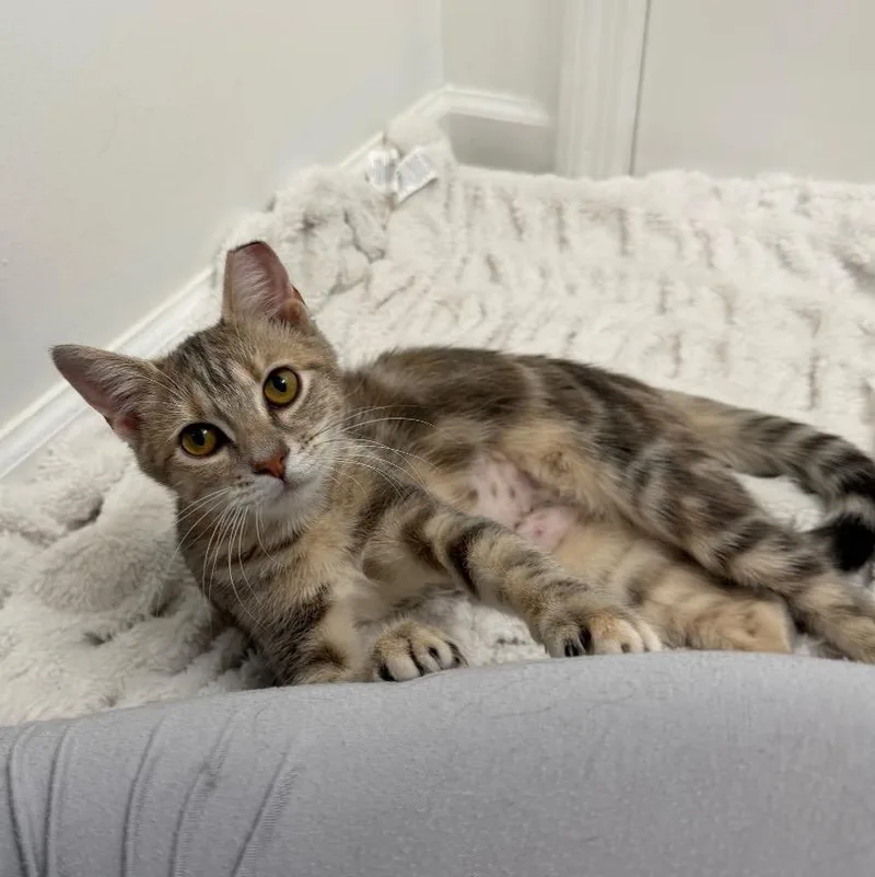 A baby medium-sized female Torbie Domestic Short Hair cat named Abi for adoption in Chattanooga, TN