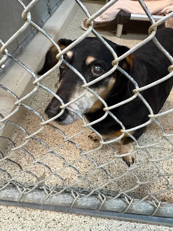 An adult medium-sized male Black Dachshund dog named Walter for adoption in Supply, NC