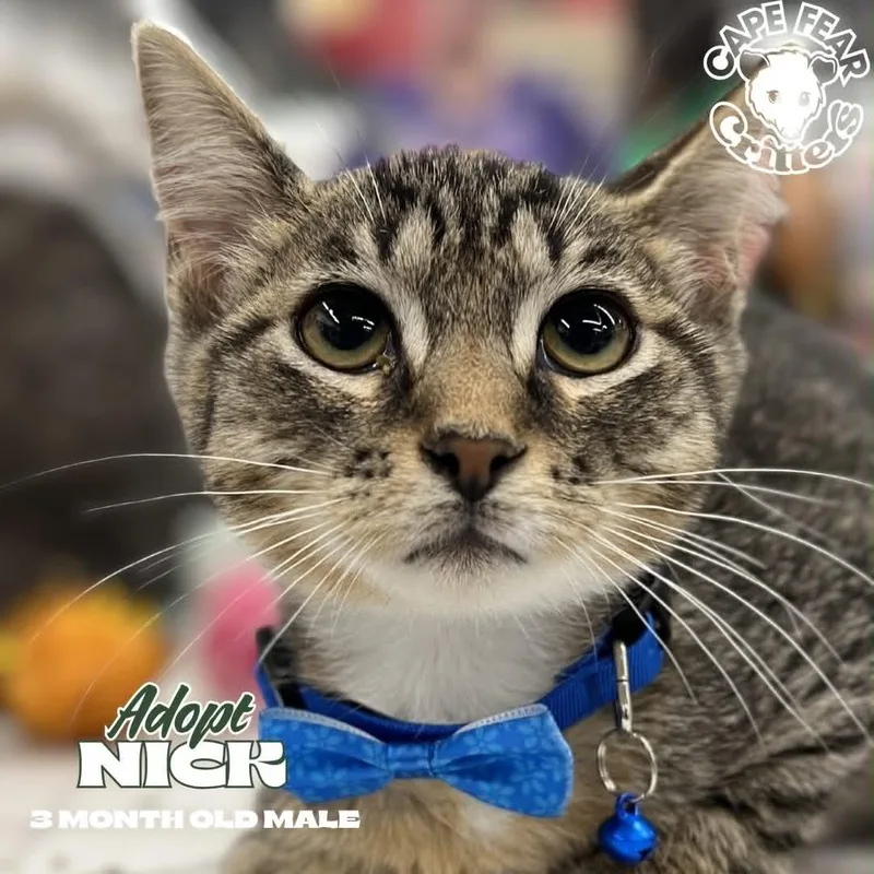 A baby small-sized male Tabby (Buff / Tan / Fawn) Domestic Short Hair cat named Nick for adoption in Wilmington, NC