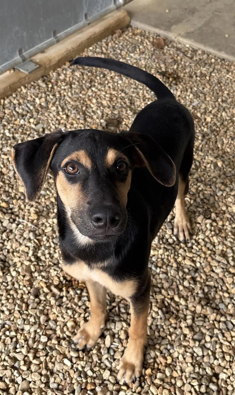 A young medium-sized female Labrador Retriever dog named Dobi  Months Female for adoption in Sterling, MA