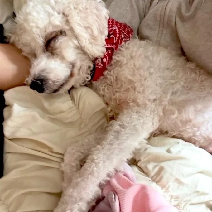 An adult small-sized female Miniature Poodle dog named Mini for adoption in Brooklyn, NY
