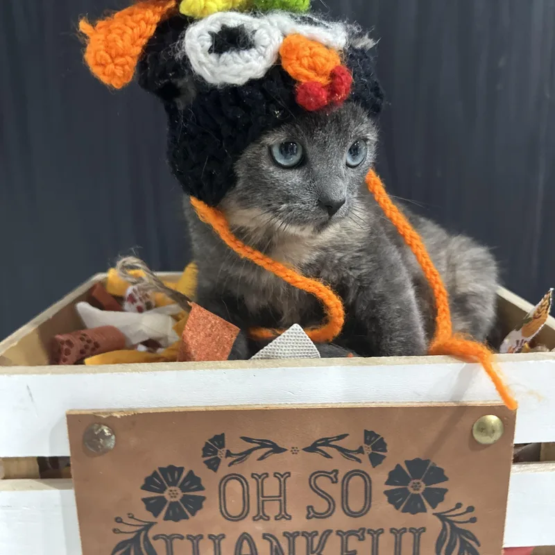 A baby medium-sized female Dilute Tortoiseshell Domestic Short Hair cat named Sage for adoption in HUNTINGTON BEACH, CA