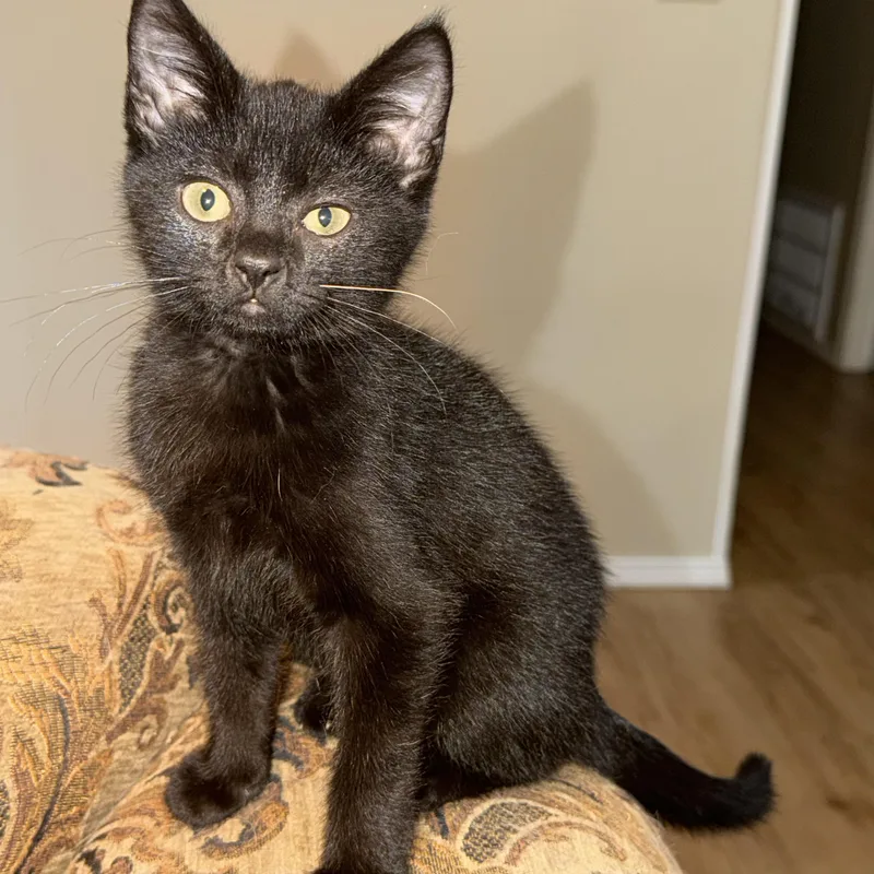 A baby small-sized male Black Domestic Short Hair cat named Goku for adoption in Bentonville, AR