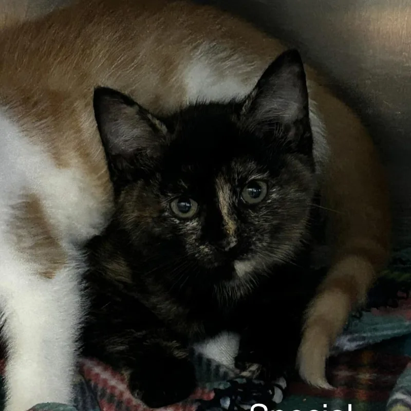 A baby small-sized female Black Domestic Short Hair cat named Special for adoption in Spruce Pine, NC