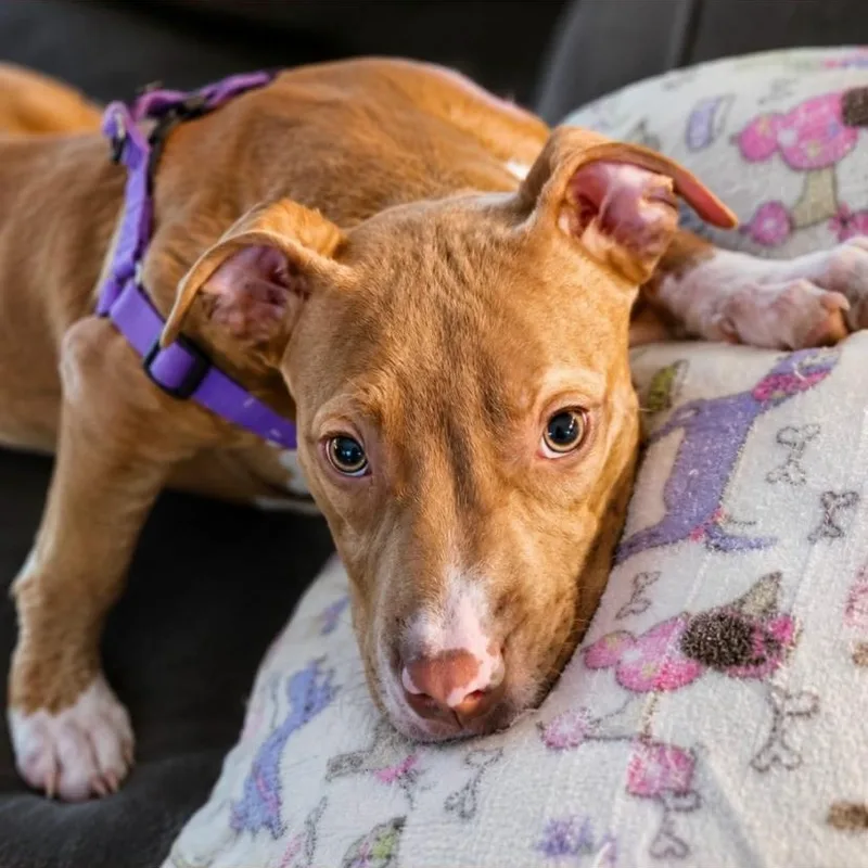 A baby medium-sized male Pit Bull Terrier dog named Phil for adoption in Philadelphia, PA