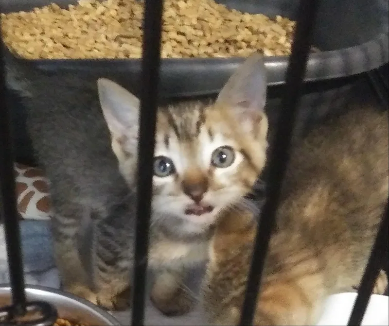 A baby medium-sized male Tabby (Buff / Tan / Fawn) Domestic Short Hair cat named Legacy for adoption in Port Wentworth, GA