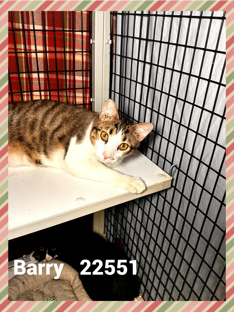 An adult medium-sized male Tabby (Orange / Red) Domestic Short Hair cat named Barry for adoption in Marietta, GA