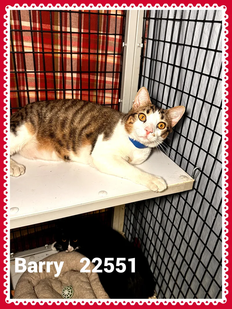 Barry thumbnail 2