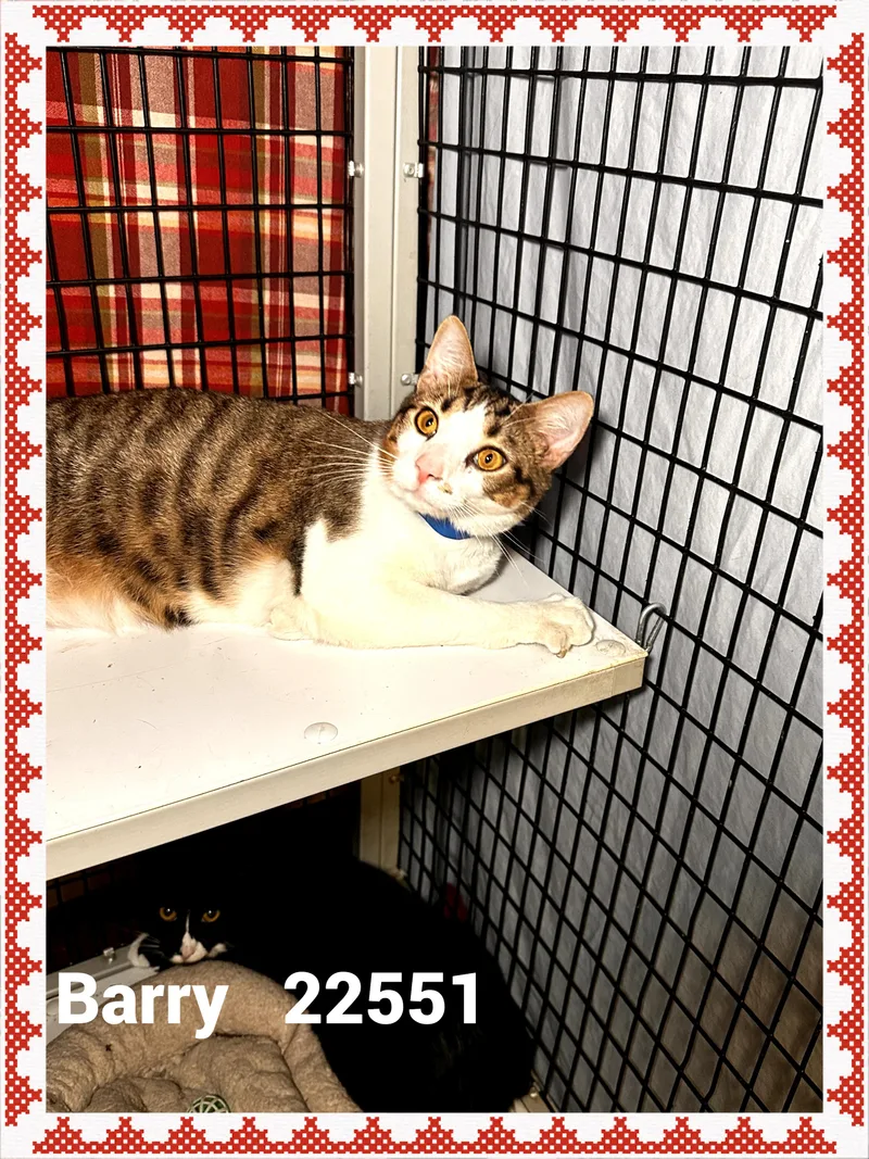 Barry thumbnail 4