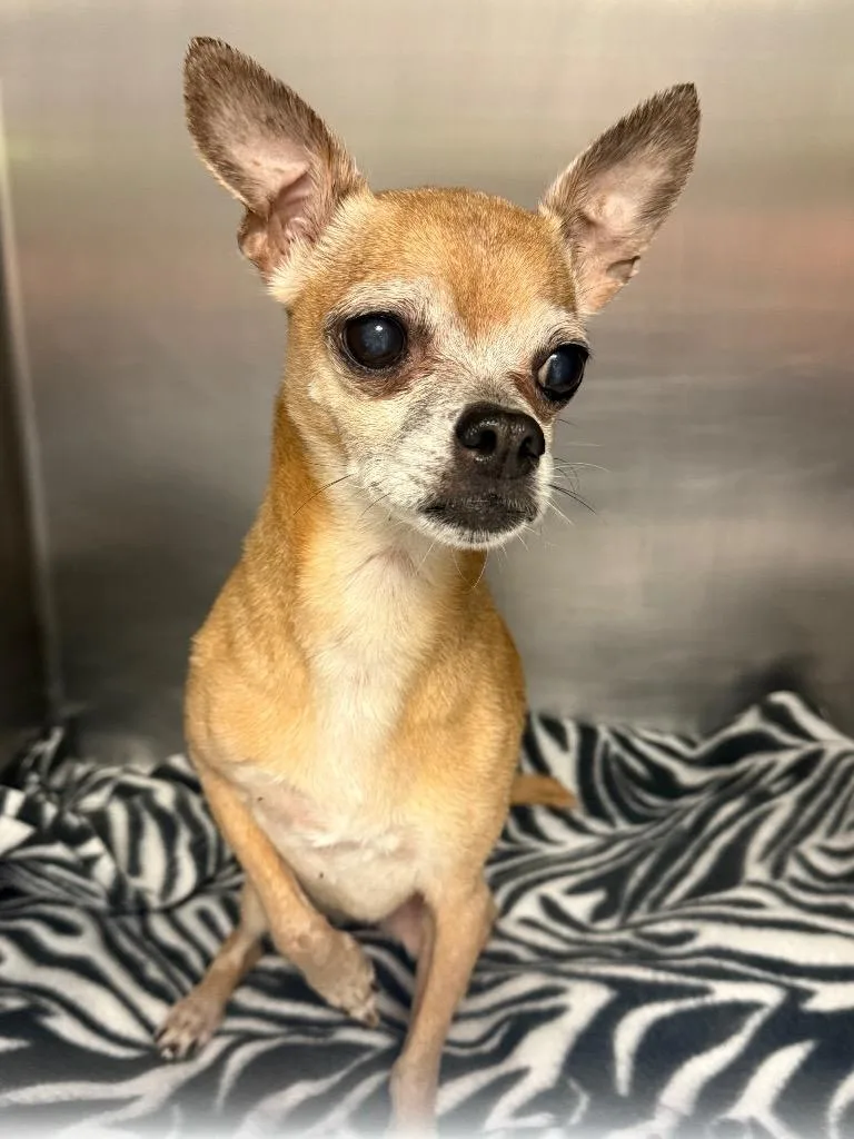 An adult medium-sized female Chihuahua dog named Talley for adoption in Sorrento, LA