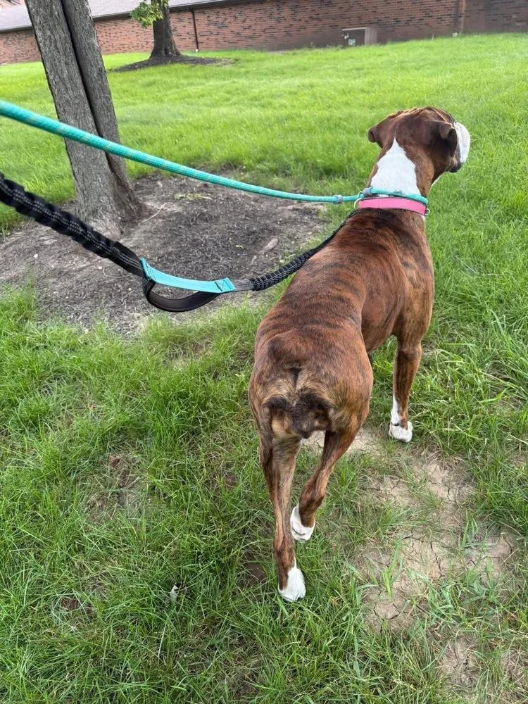 A young large-sized female Tricolor (Brown, Black, & White) Boxer dog named Haley for adoption in Grove City, OH