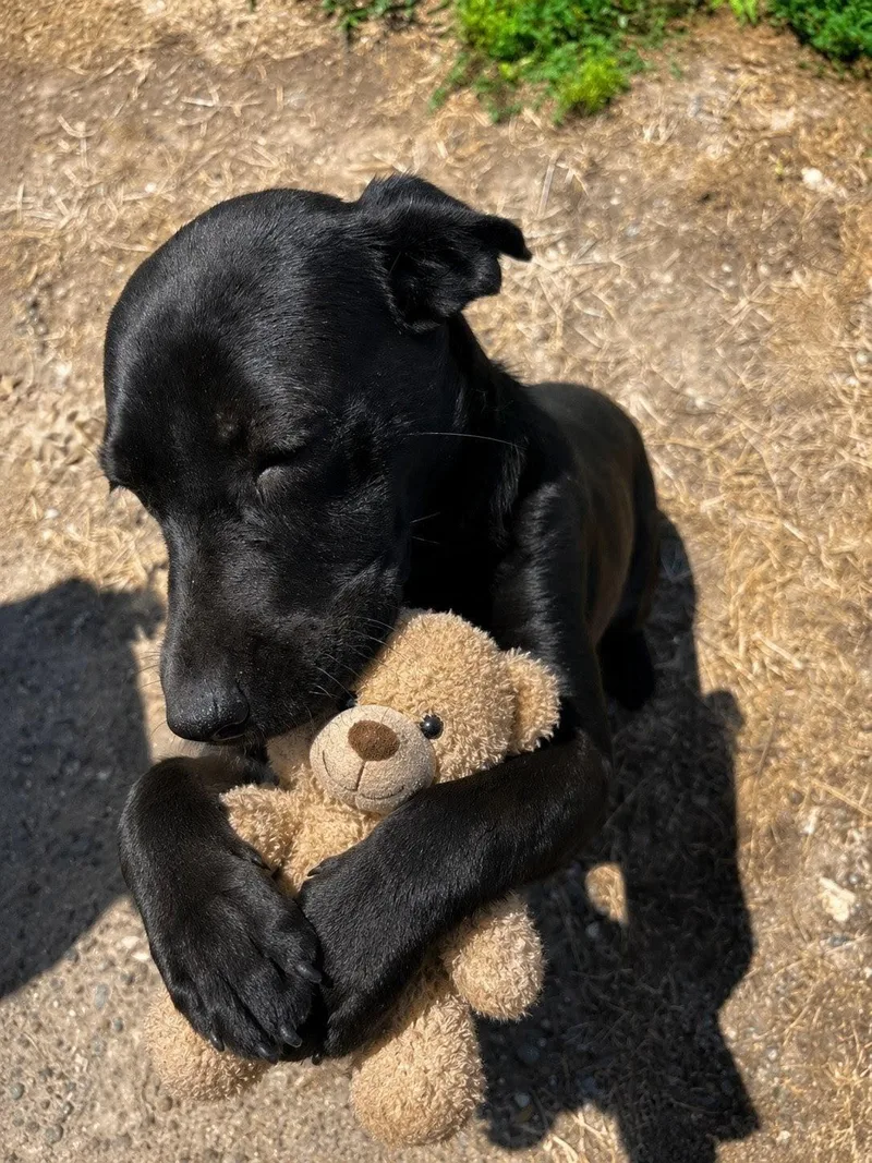 A baby medium-sized male Black Labrador Retriever dog named Andy for adoption in Willington, CT