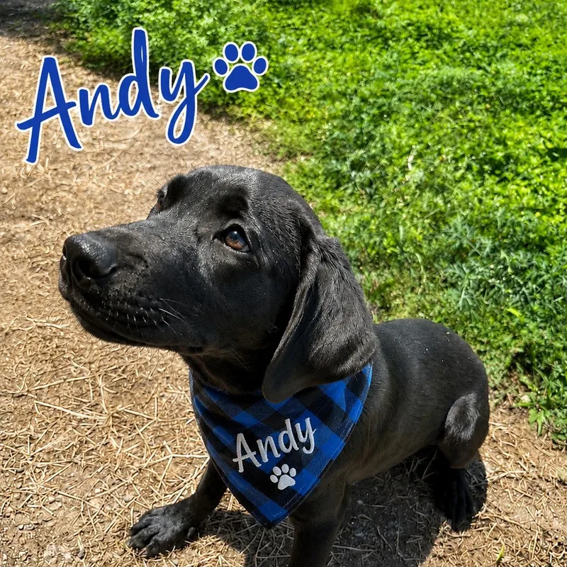 Andy thumbnail 2