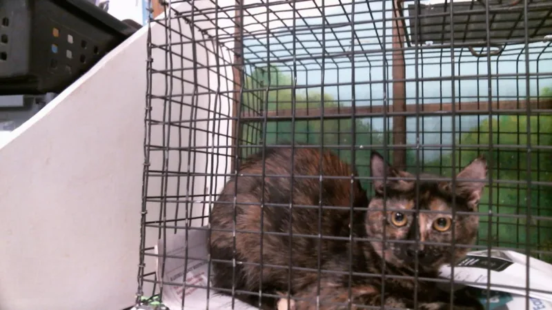 A young medium-sized female Domestic Short Hair cat named Osita for adoption in Houston, TX