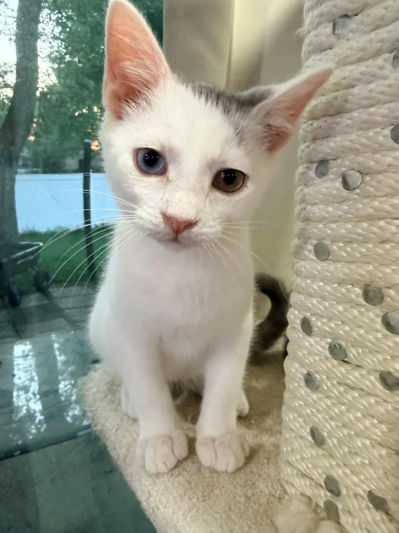 A baby medium-sized male Gray & White Domestic Short Hair cat named Angel for adoption in Herndon, VA