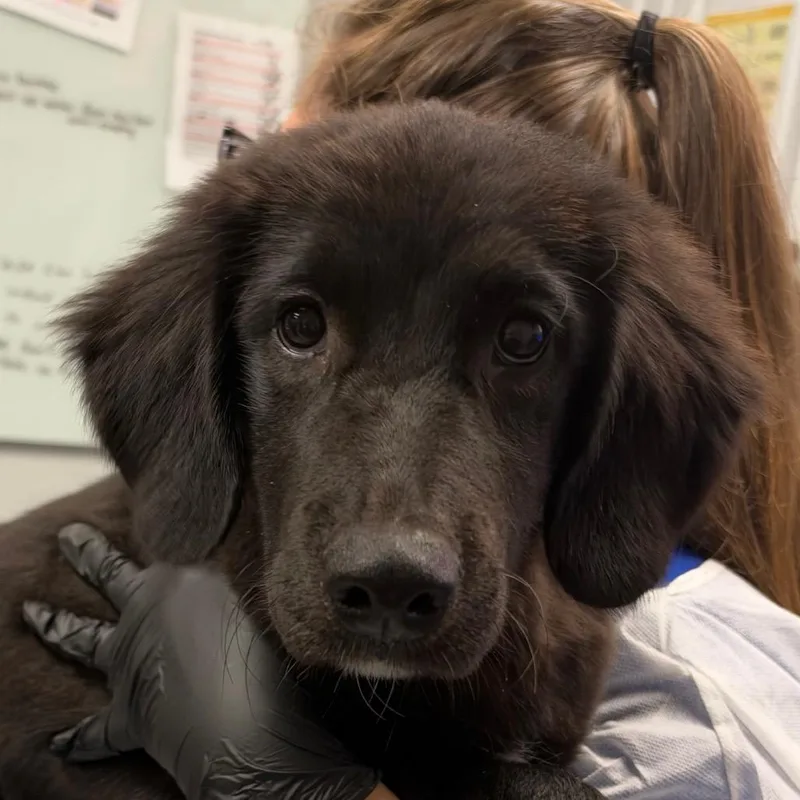 A baby small-sized female Black Mixed Breed dog named Spider for adoption in Greenville, SC