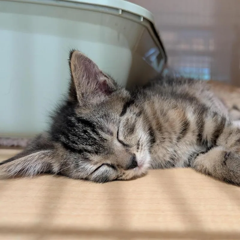 A baby small-sized female Torbie Domestic Short Hair cat named Sheila for adoption in Washington Township, OH