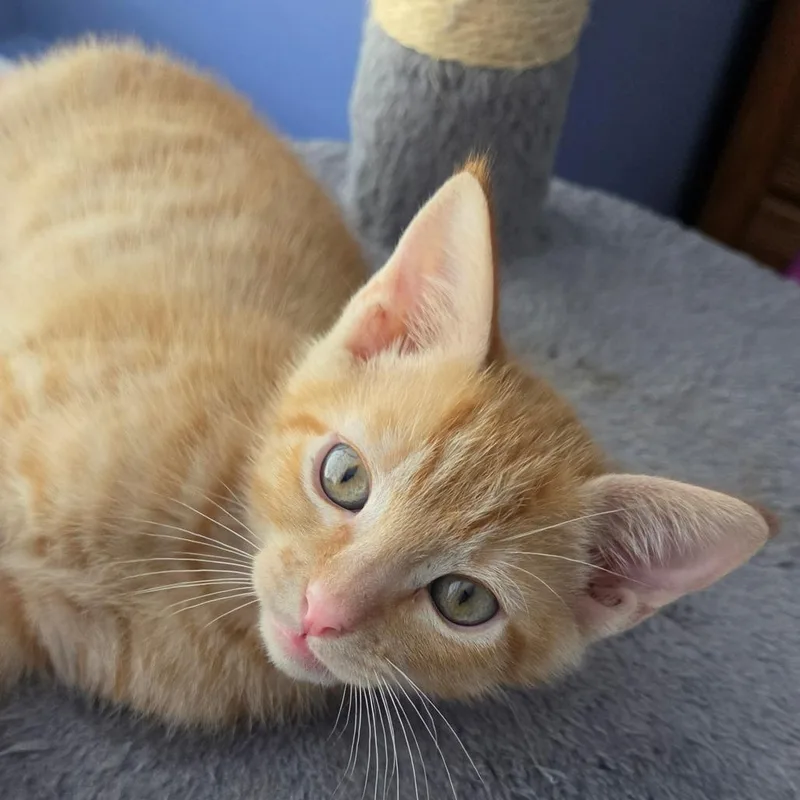 A baby small-sized male Orange / Red Domestic Short Hair cat named Rodney for adoption in South Elgin, IL