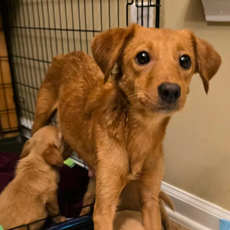 A baby small-sized female Golden Mixed Breed dog named Saffron for adoption in Myrtle Beach, SC