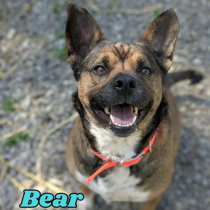 Bear