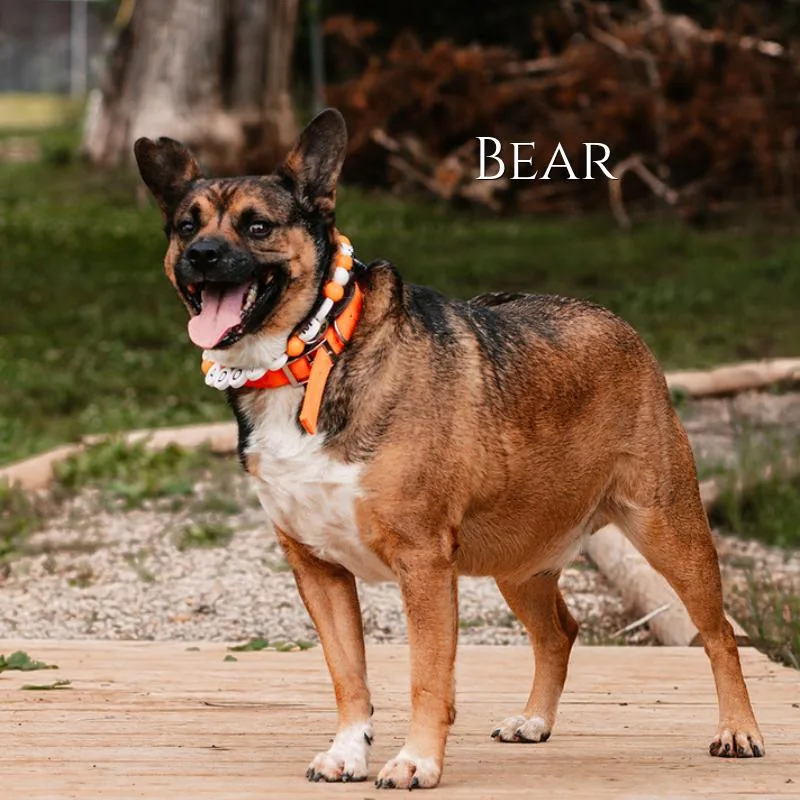 Bear thumbnail 2