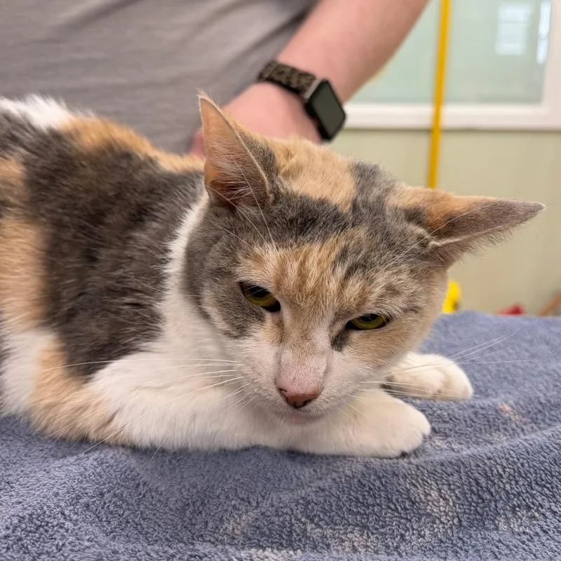 A senior medium-sized female Calico Domestic Short Hair cat named Minnie for adoption in East Smithfield , PA