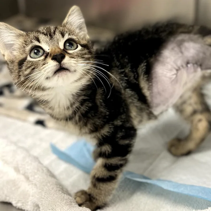A young small-sized male Brown / Chocolate Domestic Short Hair cat named Suds for adoption in Donalsonville, GA