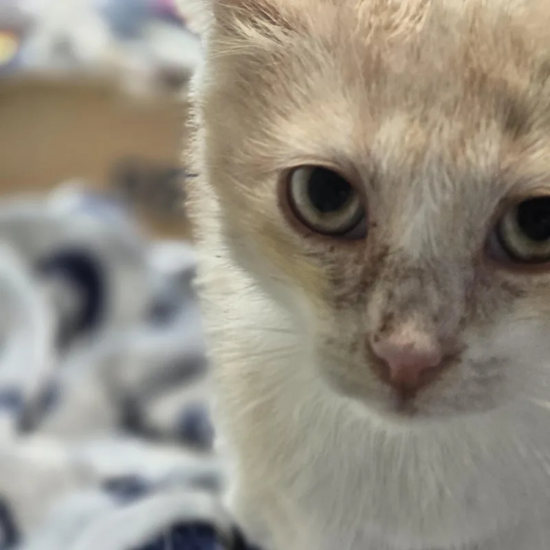 A young medium-sized male Tabby (Buff / Tan / Fawn) Domestic Short Hair cat named Cream Soda for adoption in Allison Park, PA