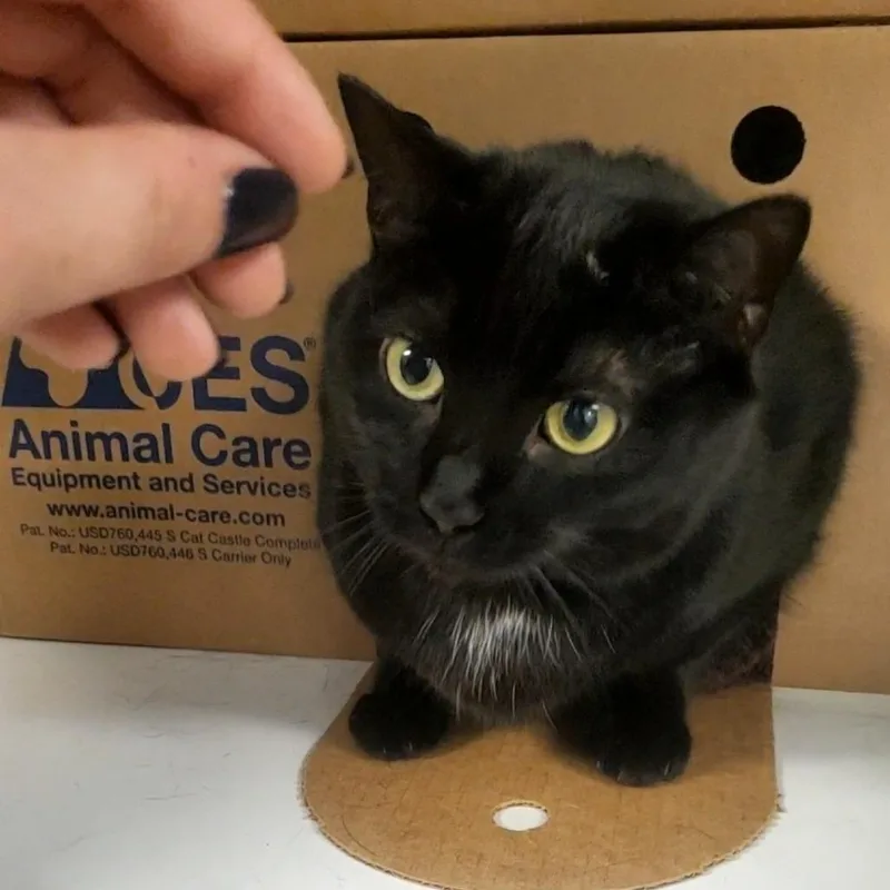 An adult large-sized female Black Domestic Short Hair cat named Matilda for adoption in Novelty, OH