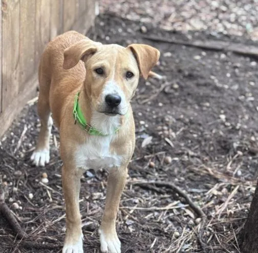 A young medium-sized female Yellow / Tan / Blond / Fawn Retriever dog named Destiny for adoption in Pawleys Island, SC